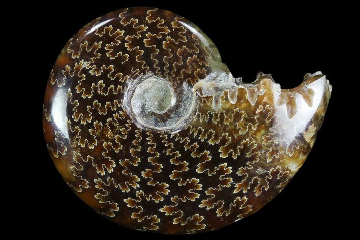 Polished, Agatized Ammonite (Cleoniceras) - Madagascar #97270
